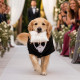 5 Heartwarming Ways to Make Your Dog the Star of Your Wedding Day
